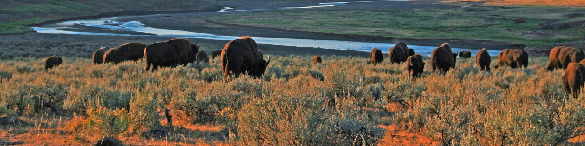 A river flowing through a valley with mountains in the background and bison grazing in the foreground.
