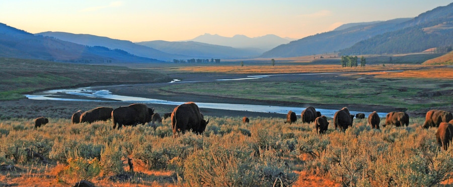 Un río serpenteando por un valle, con montañas al fondo y bisontes pastando al frente.