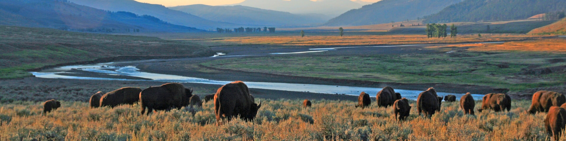 A river flowing through a valley with mountains in the background and bison grazing in the foreground.