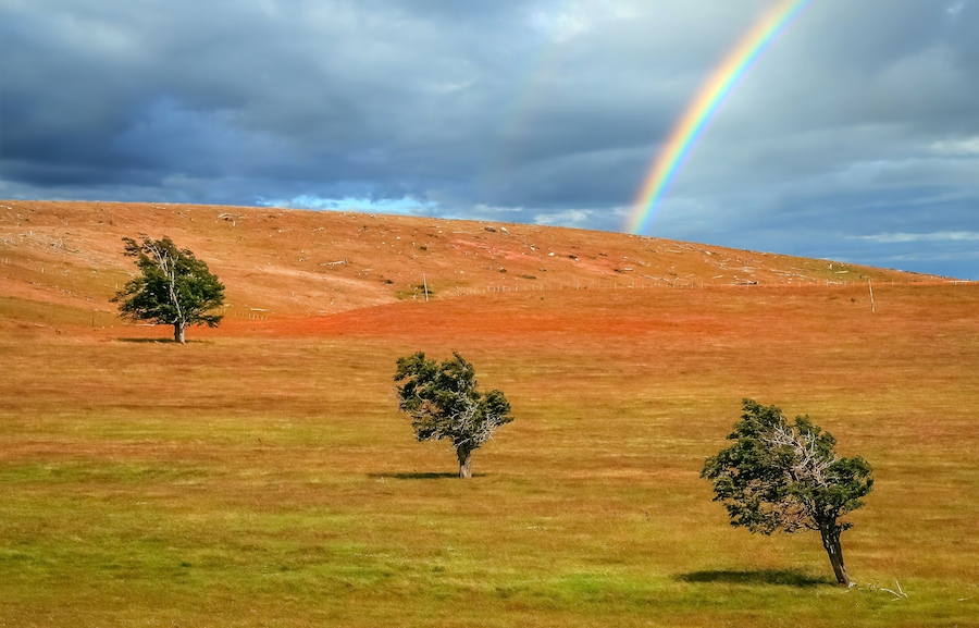A grassy field with three trees and a rainbow in a cloudy sky.
