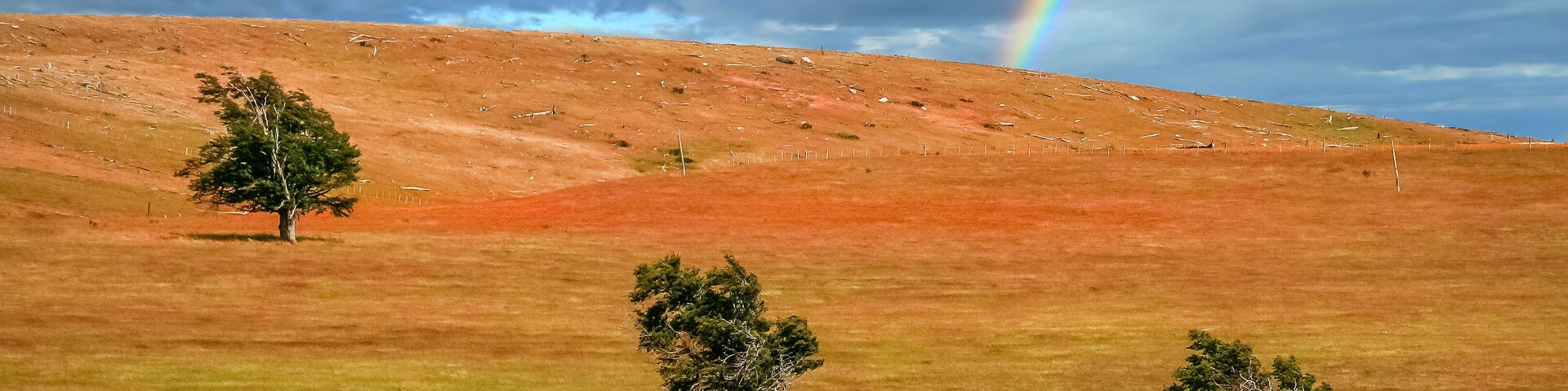 A grassy field with three trees and a rainbow in a cloudy sky.