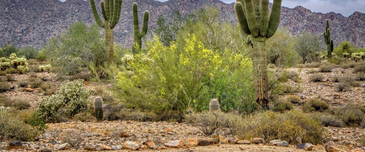 White Tank Mountain Scenes Near Phoenix Arizona