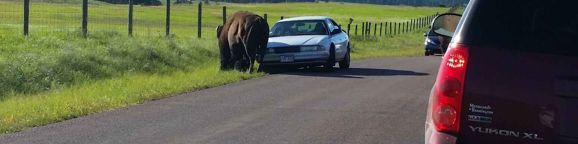 A traffic jam caused by hundreds of bison bigger than your car is more of a thrill than an annoyance...the first time.
This was on the northern part of the Wildlife Loop in Custer State Park.
Read my blog post about the other animals we saw at Custer and Yellowstone!
http://rvluckyorwhat.com/2015/07/24/close-encounters-of-the-wildlife-kind/