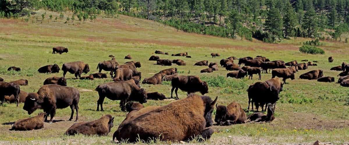 Herd of Bison roaming the park.