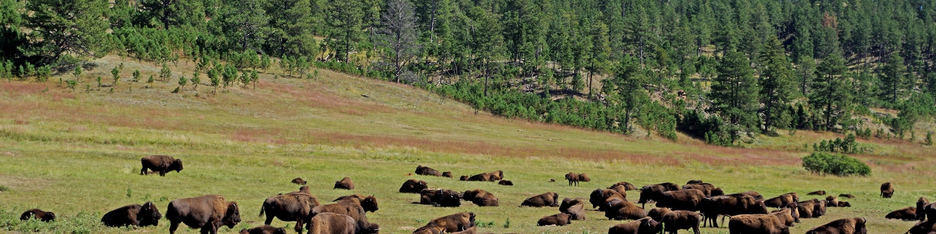 Herd of Bison roaming the park.