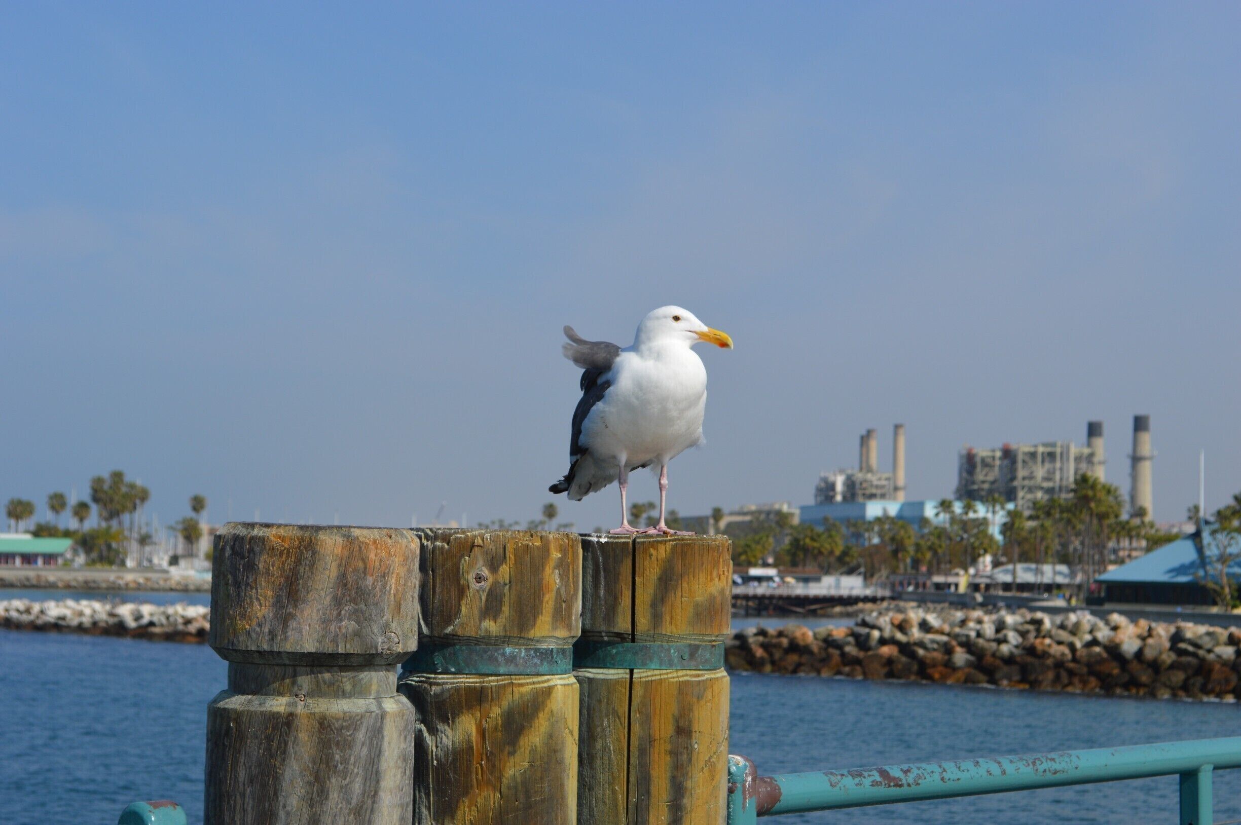 Gull in Redondo Beach Pier