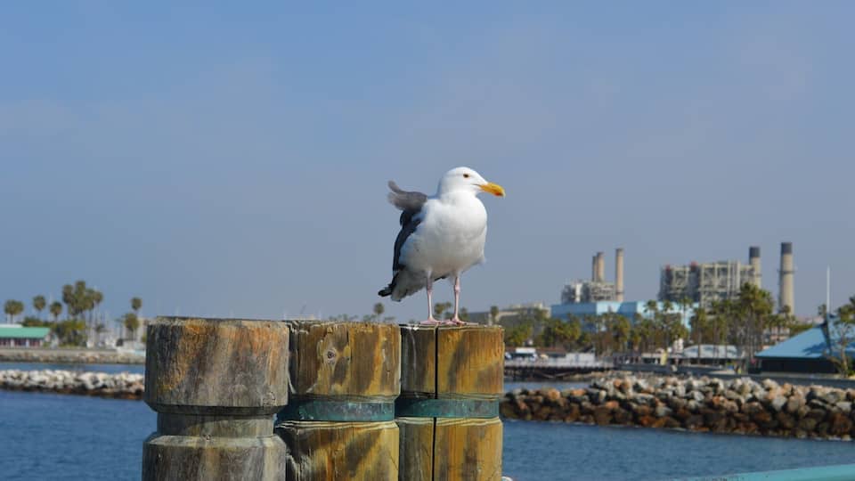 Gull in Redondo Beach Pier