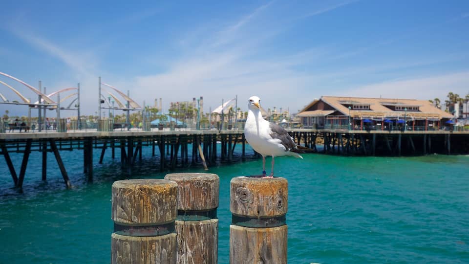 A seagull perched on a wooden post by a pier with a clear blue sky and turquoise water in the background.