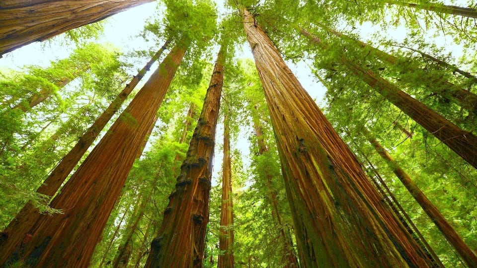 You can fin the oldest trees in this park