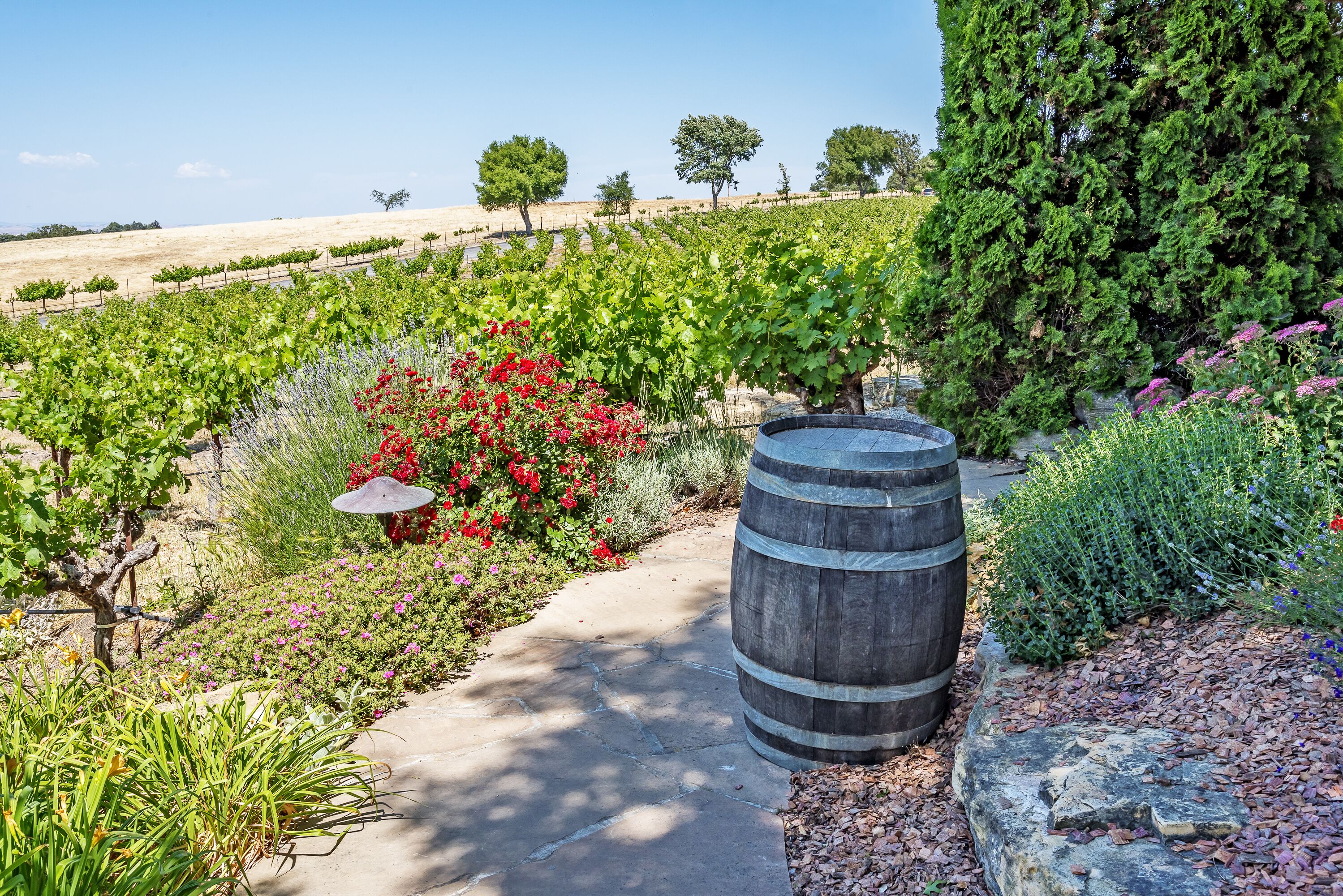 New vineyards and wineries on the scenic hills of the California Central Coast where vineyards grow a variety of fine grapes for wine production, near Paso Robles, CA. on scenic Highway 46.; Shutterst