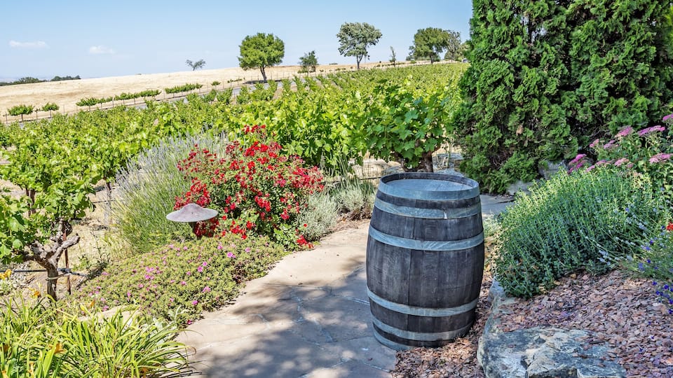 A vineyard with rows of grapevines, a stone barrel, and a stone pathway.