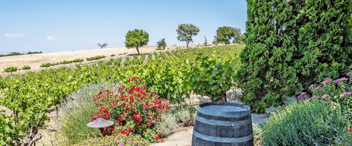 New vineyards and wineries on the scenic hills of the California Central Coast where vineyards grow a variety of fine grapes for wine production, near Paso Robles, CA. on scenic Highway 46.; Shutterst