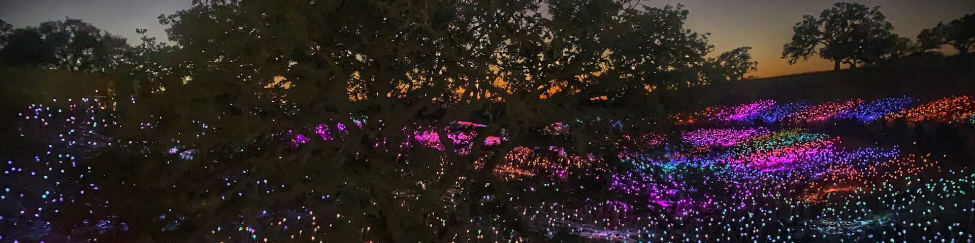A tree with colorful lights at night.