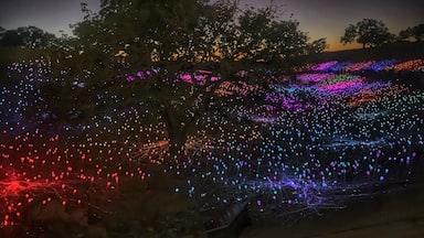 Uma árvore decorada com luzes coloridas à noite.