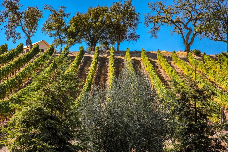 Daou Winery