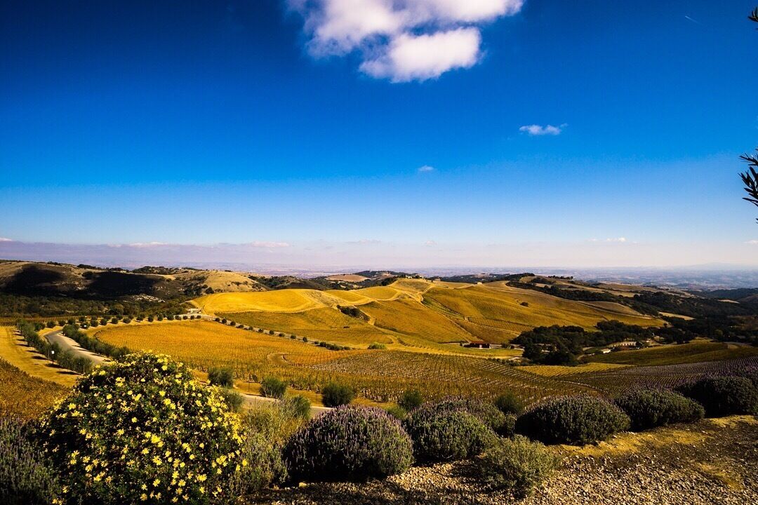 Rolling hills, vineyards, and a clear blue sky.