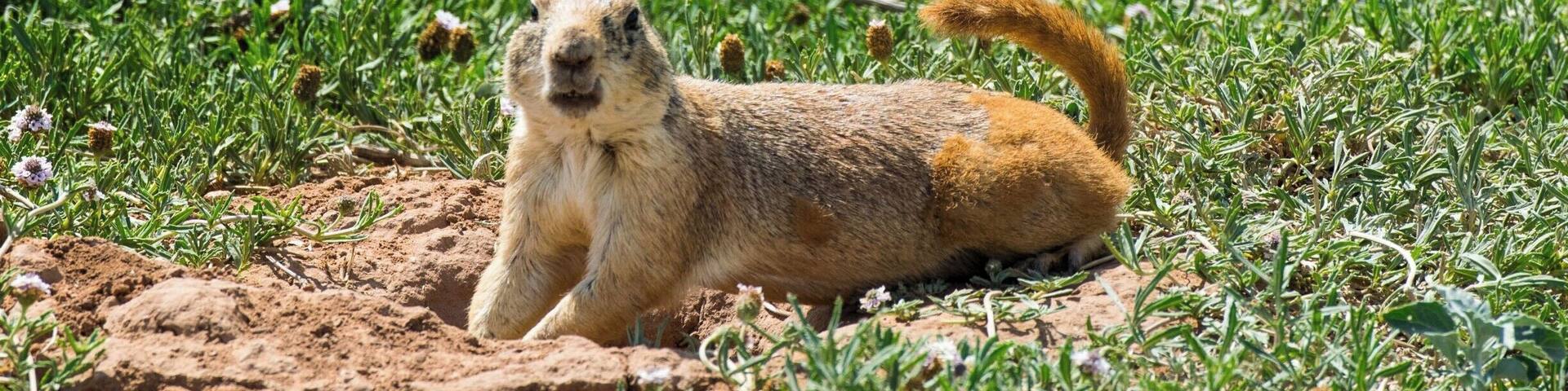 Lots of Prairie Dogs in the park but they like to disappear before I can get good pictures. This is the closest to one that I have gotten, only a few feet away! He doesn't look happy...
#NewMexico #Animals #PrairieDog