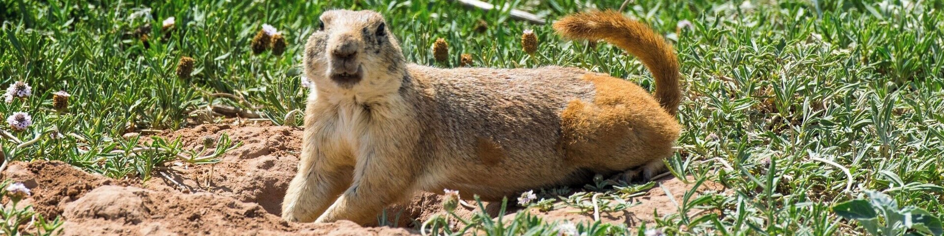Lots of Prairie Dogs in the park but they like to disappear before I can get good pictures. This is the closest to one that I have gotten, only a few feet away! He doesn't look happy...
#NewMexico #Animals #PrairieDog