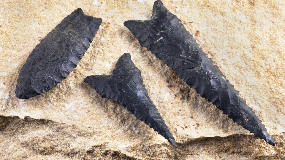 Three fossilized shark teeth on a beige rock surface.