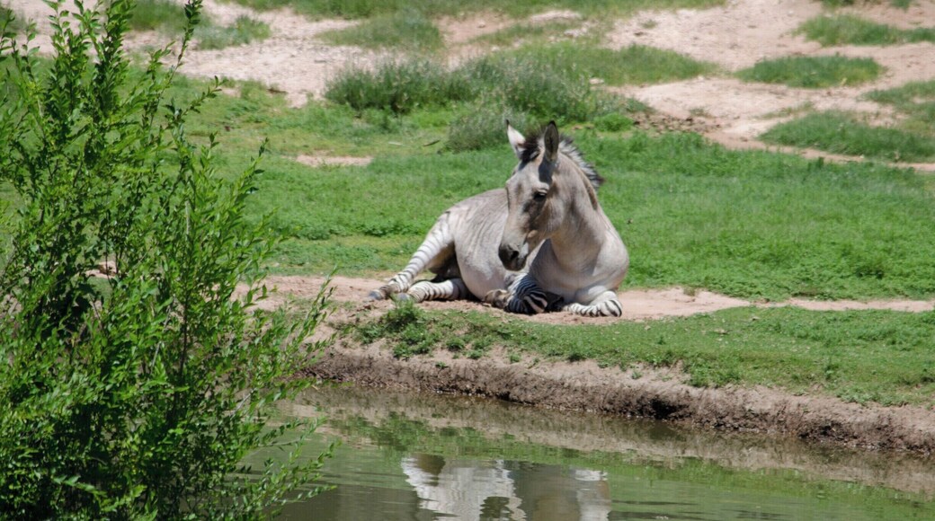 Since I just saw Jurassic World this past week, and everybody seems to be obsessed with science creating animals, I thought I would share one that was created by man, but off of the big screen.
This is a ZeeDonk, which sounds dorky in my opinion. Genetic crossbreed of a, you guessed it, Zebra and Donkey! First used in Southern Africa as a pack animal that was hardier than both of its parents. Unfortunately, like all crossbreeds, they are born sterile. Which dashes my dreams of a Zeedonk-Mule hybrid.