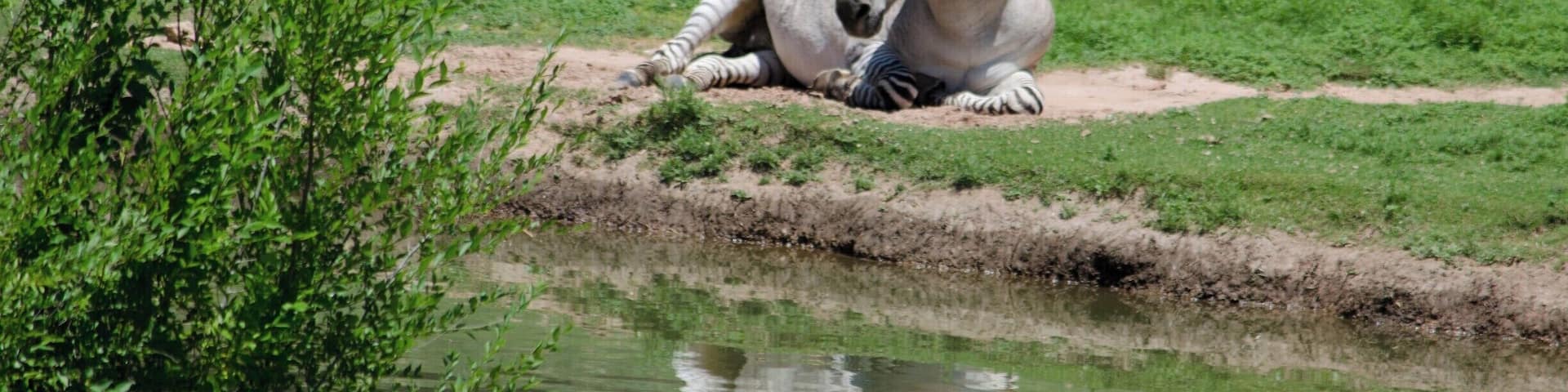 A zebra resting by a water body with green vegetation around.