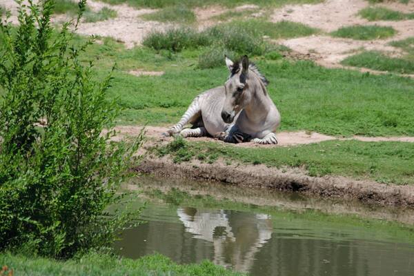 Un zèbre se repose près d’une étendue d’eau, entouré d’une végétation verdoyante.