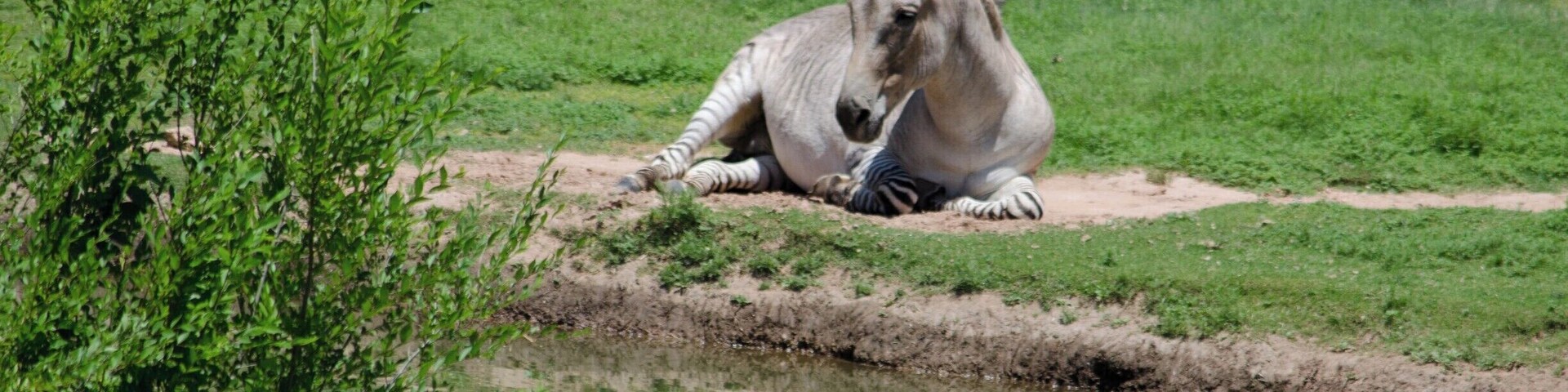 Since I just saw Jurassic World this past week, and everybody seems to be obsessed with science creating animals, I thought I would share one that was created by man, but off of the big screen.
This is a ZeeDonk, which sounds dorky in my opinion. Genetic crossbreed of a, you guessed it, Zebra and Donkey! First used in Southern Africa as a pack animal that was hardier than both of its parents. Unfortunately, like all crossbreeds, they are born sterile. Which dashes my dreams of a Zeedonk-Mule hybrid.