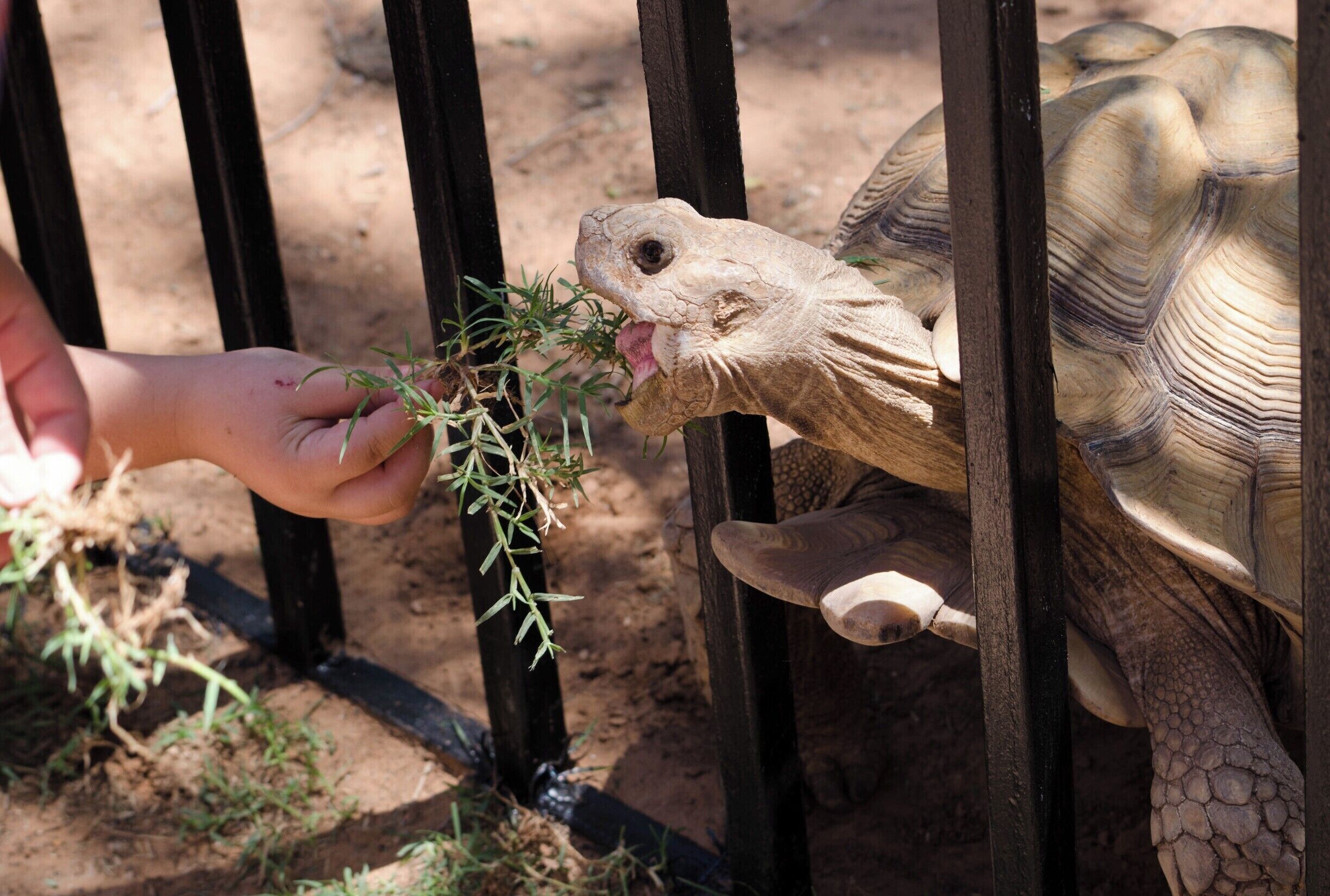 Whoever said don't feed the animals never met this guy. Weeds, grass, or even fingers (Almost!!!), anything that fit in his mouth he would chomp down on. 

Hillcrest park had its 3rd annual family fun day, always the closest Saturday to the start of summer, and all admission was free! The park, zoo, and splash pad (great for the 100 degree weather we got), were all open to the public. Free tacos too. Bet this tortoise would've chomped down on those too.