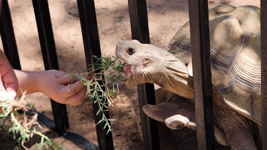 Whoever said don't feed the animals never met this guy. Weeds, grass, or even fingers (Almost!!!), anything that fit in his mouth he would chomp down on.
Hillcrest park had its 3rd annual family fun day, always the closest Saturday to the start of summer, and all admission was free! The park, zoo, and splash pad