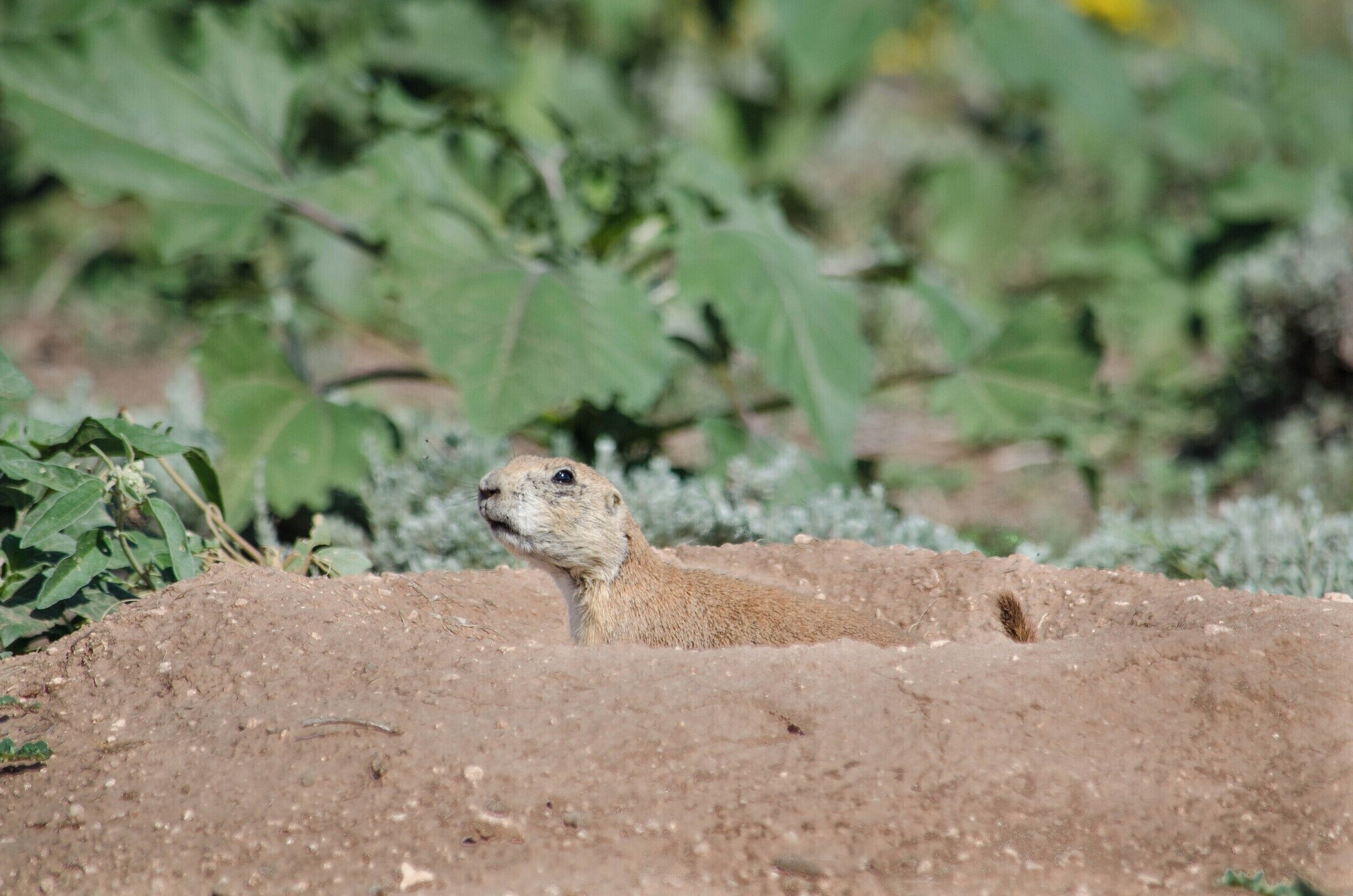 Wildlife on the high plains seem few and far between, but that is because these little guys live under it. Prairie dogs, the annoyance to farmers but adorable companions to hikers, populate any unclaimed ground they can. They live in families, called colonies, and guard their tunnels in shifts.
True to their names, these dogs bark! Its more of a squeak, and their tail twitches every time they make the noise, but it lets the rest of their colony know that danger is approaching. 

This has officially kicked off a dream to take a good picture of one standing up. If you get within about 500 feet of them, they lay down like this one. Adorable, but frustrating.