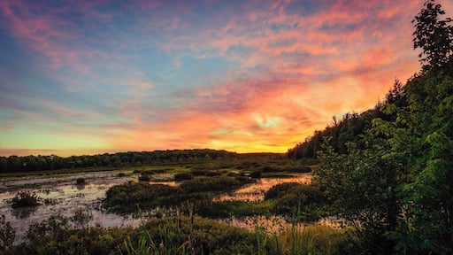 Black Moshannon State park is an amazing bog, and when the sun sets, you can capture beautiful reflections in the boggy water. This spot in particular is just as quick walk down the trail, along a board walk. I photographed this directly on the viewing deck. To the right of where this shot was taken, you can see Kayakers paddling along the water most times of day, which can make for a great photograph as well.
#BVS
#Sunset
#Pennsylvania