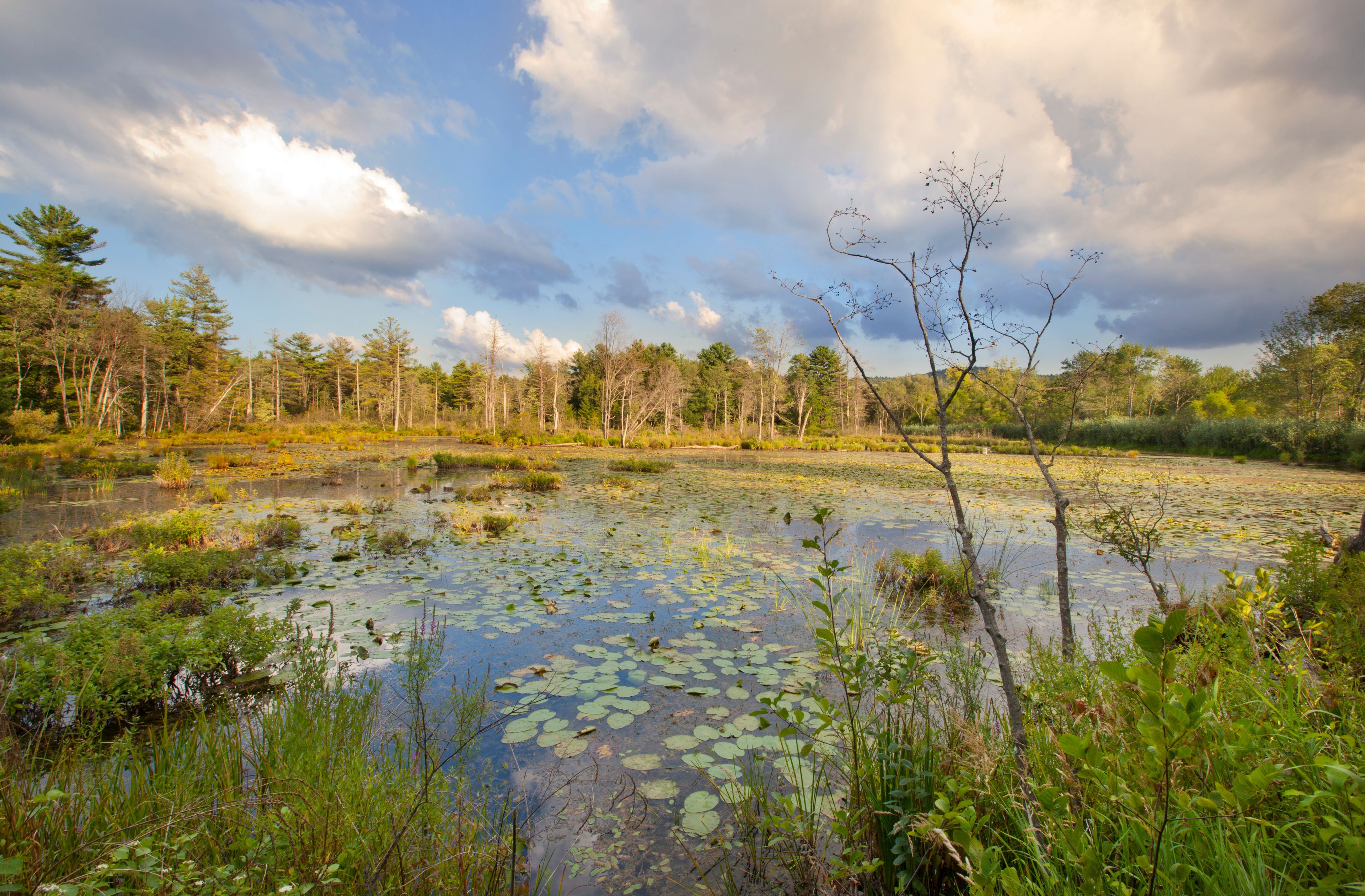 A wetland with water lilies, trees, and a cloudy sky.