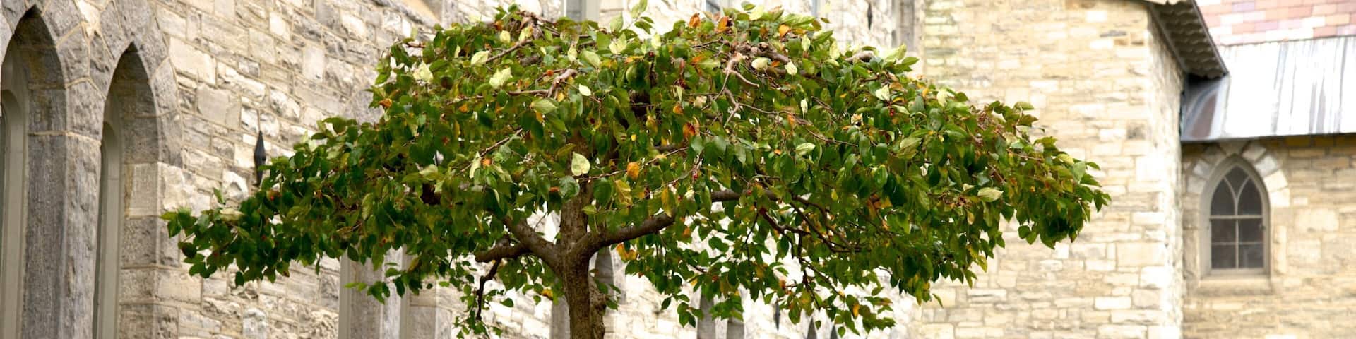 Pittsfield featuring flowers and heritage elements