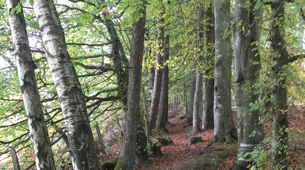 A new walk found today for the dogs.
Nice gentle walk around forestry woodland near Stanley.