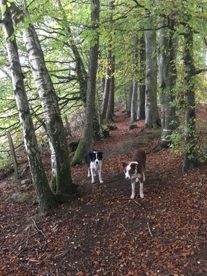 A new walk found today for the dogs.
Nice gentle walk around forestry woodland near Stanley.