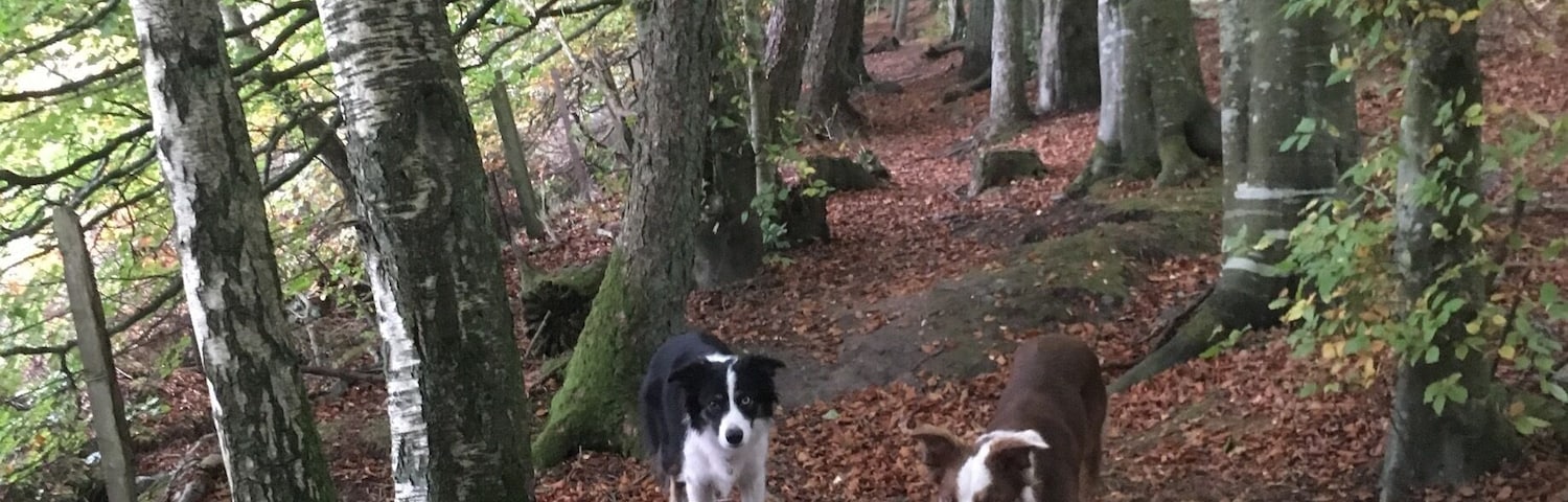 A new walk found today for the dogs.
Nice gentle walk around forestry woodland near Stanley.