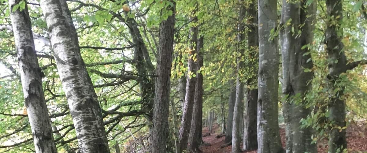 Two dogs in a forest with birch trees and a leaf-covered ground.