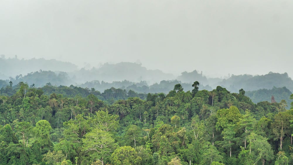 beautiful panorama of hilly dense rain forest in Borneo