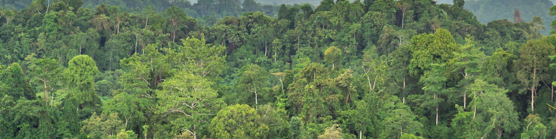 beautiful panorama of hilly dense rain forest in Borneo
