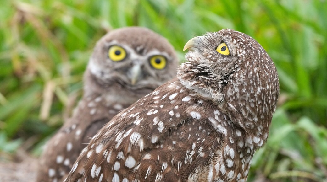 An Adult Burrowing Owl Watches the Skies For Danger While a Juvenile Looks On In Florida