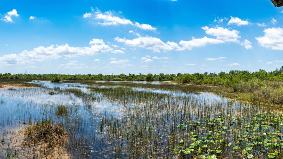 A boardwalk over a wetland area with water, vegetation, and a clear sky.