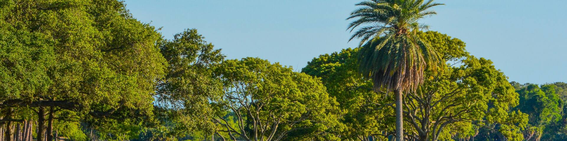 A serene lakeside park with a wooden bridge, lush greenery, and a palm tree.