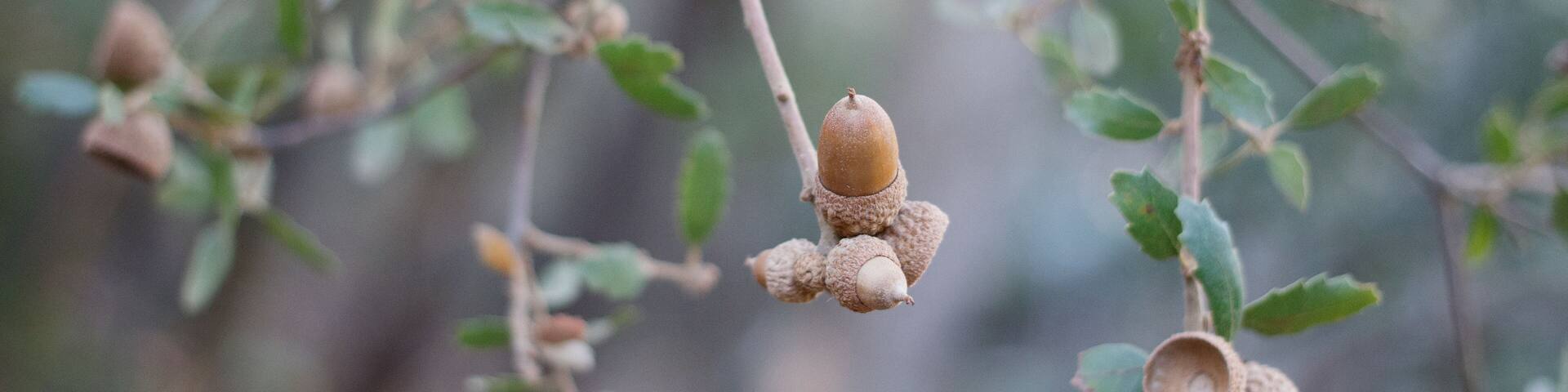 Mature brown acorn nut fruit of California Scrub Oak, Quercus Berberidifolia, Fagaceae, native monoecious evergreen shrub in Topanga State Park, Santa Monica Mountains, Transverse Ranges, Winter.