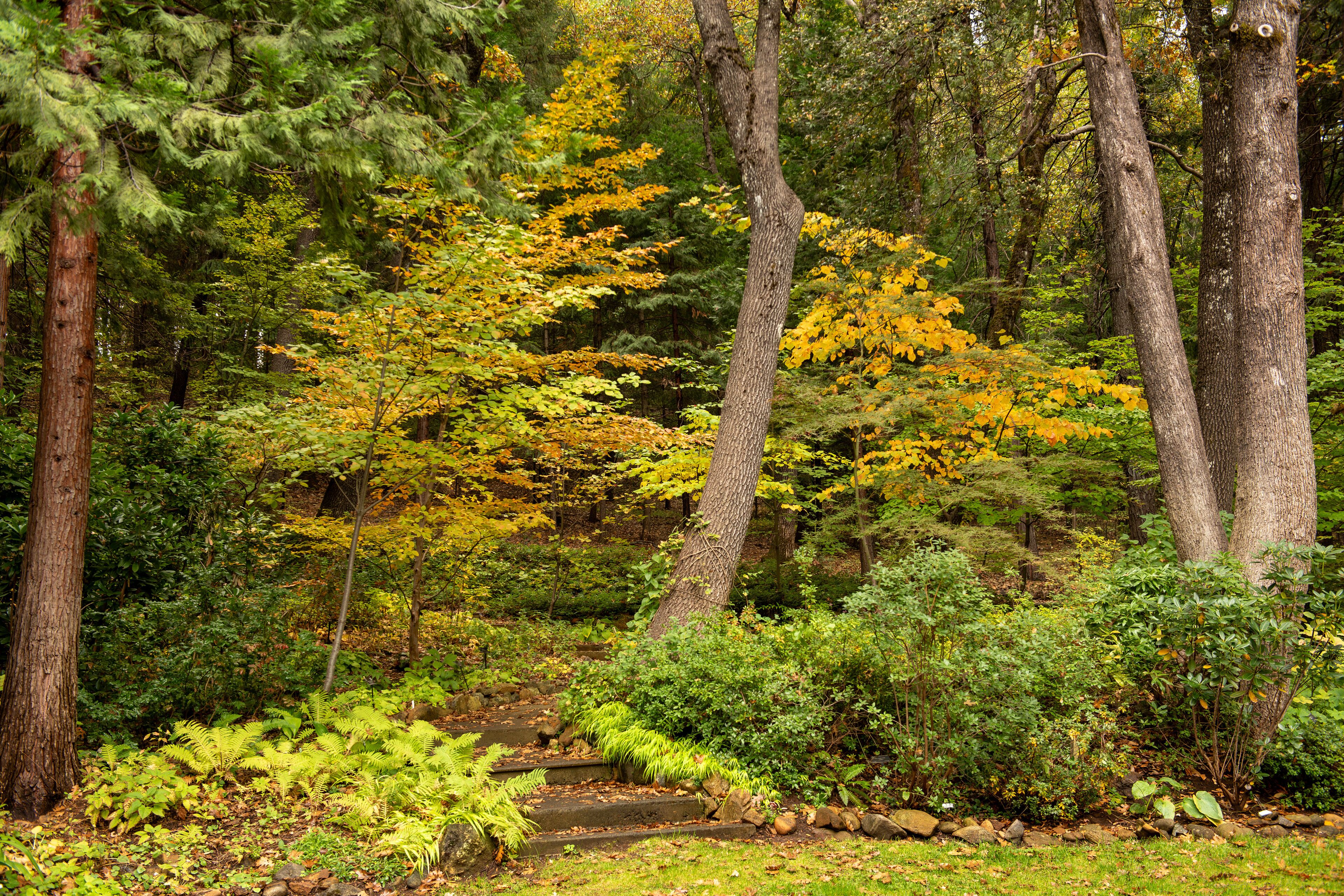 Dunsmuir Botanical Gardens in the fall, featuring Autumn colors and steps towards the gardens