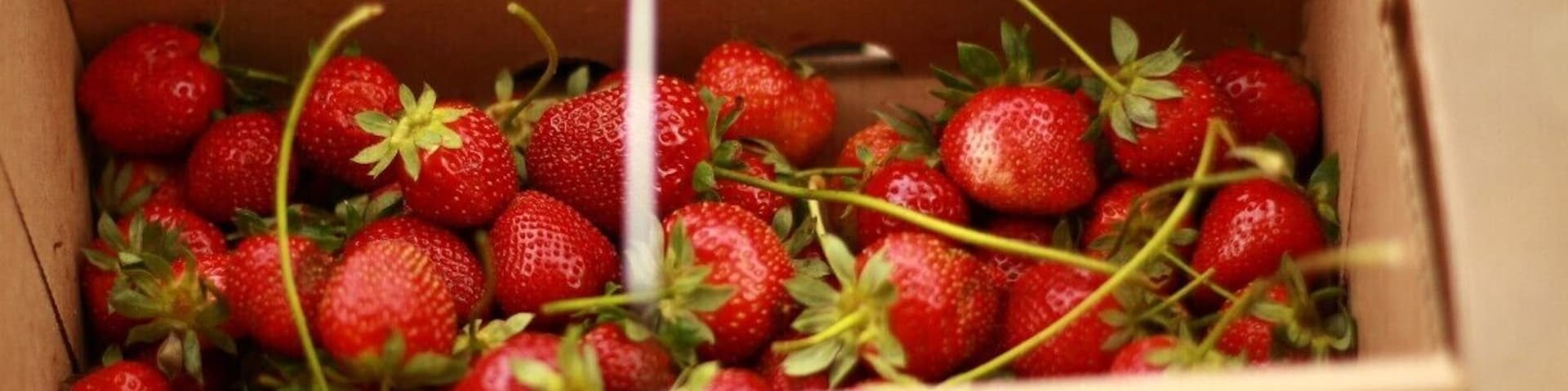 Strawberry Picking at the Gnismer Farms is a great place for strawberry picking in Dallas, Texas. I also bough organic white onions, potatoes and garlic!
#localgem