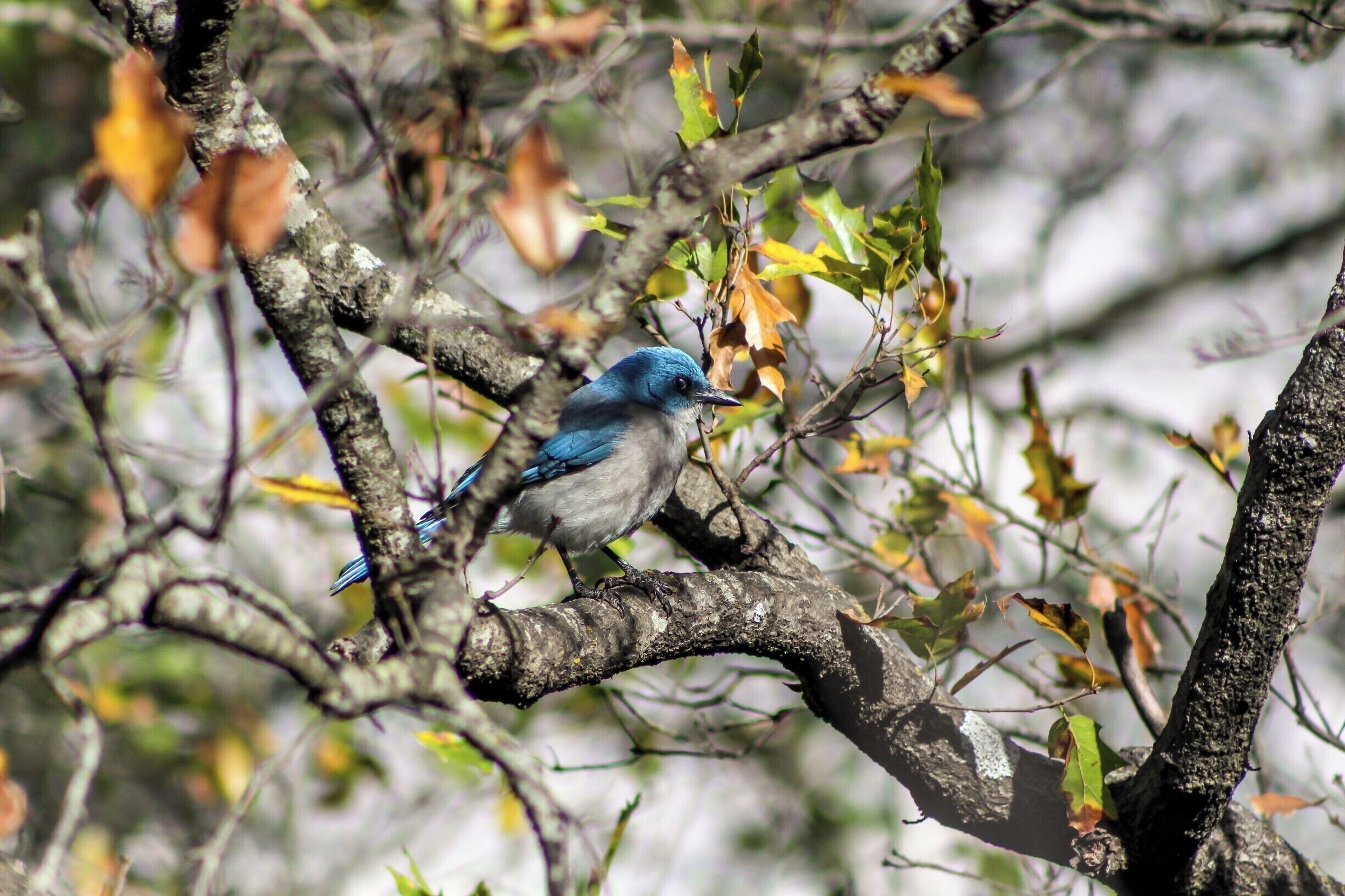 A beautiful mountain blue bird, we found this buddy in our hike on Cerro de las mitras in Monterrey Mexico #LifeAtExpedia