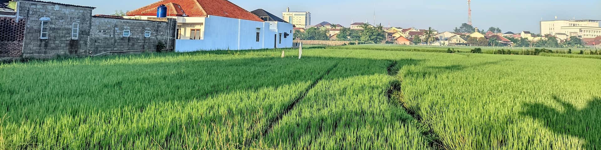 view of building ceilings and rice fields, precisely in Purwokerto, Indonesia