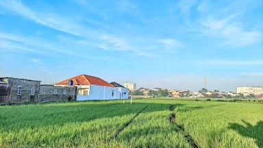 view of building ceilings and rice fields, precisely in Purwokerto, Indonesia