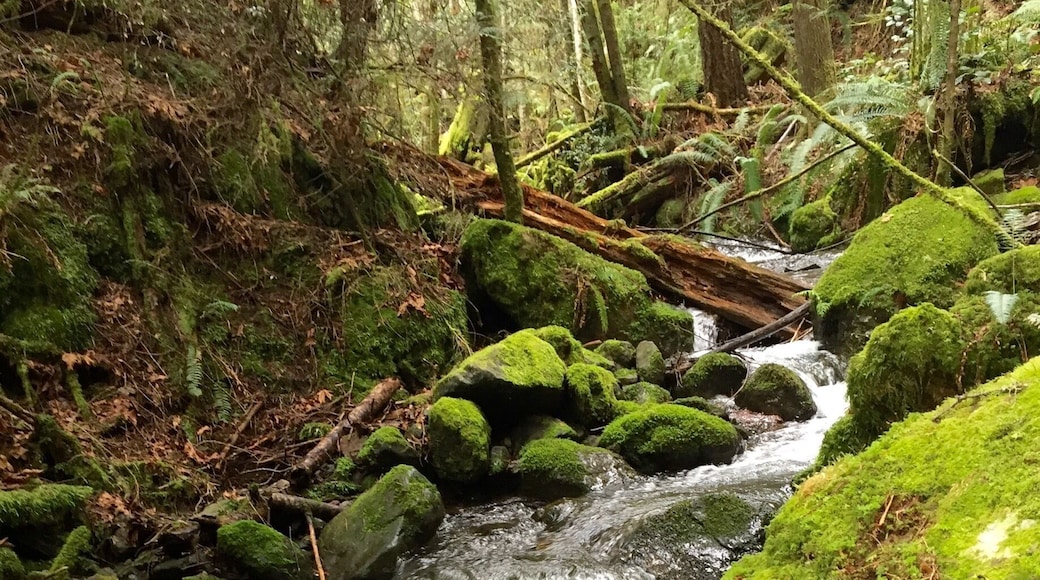 Heins Creek Falls
The waterfall has five main tiers, which will be described as one moves downstream from the top of the fall. Amazing!
