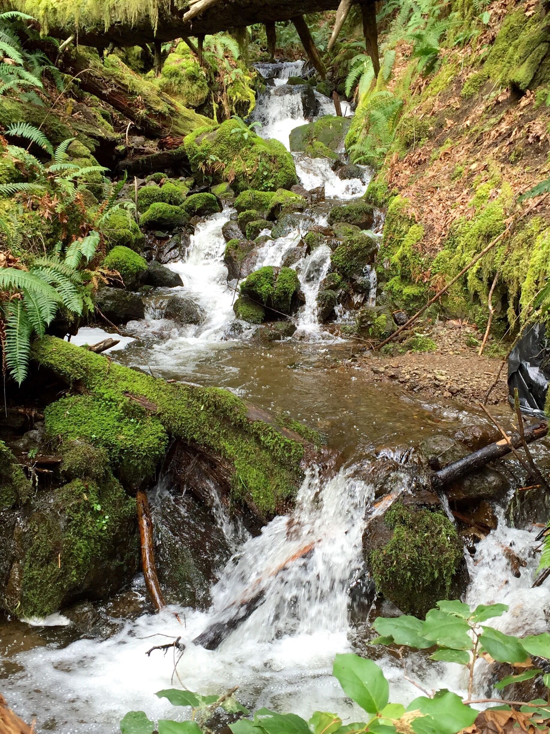 White Train Falls
Kitsap County waterfalls........